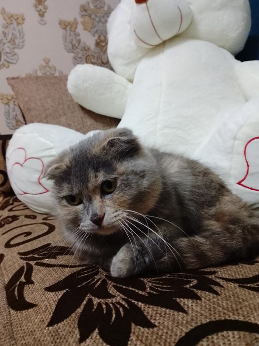 Mushuk zotdor sotiladi