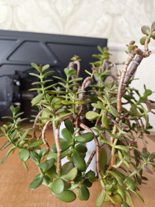 Продам комнатный цветок