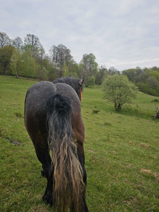 Vand manz de 2/3 ani