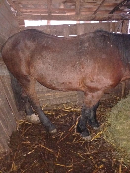 Schimb cal bun și blând