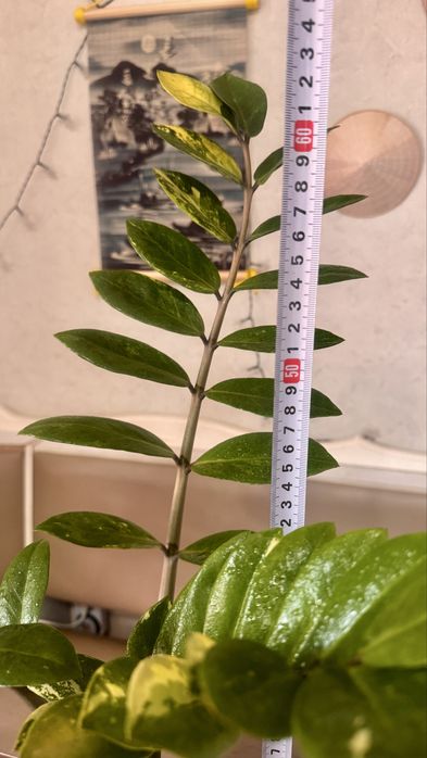 Замиакулькас вариегатный