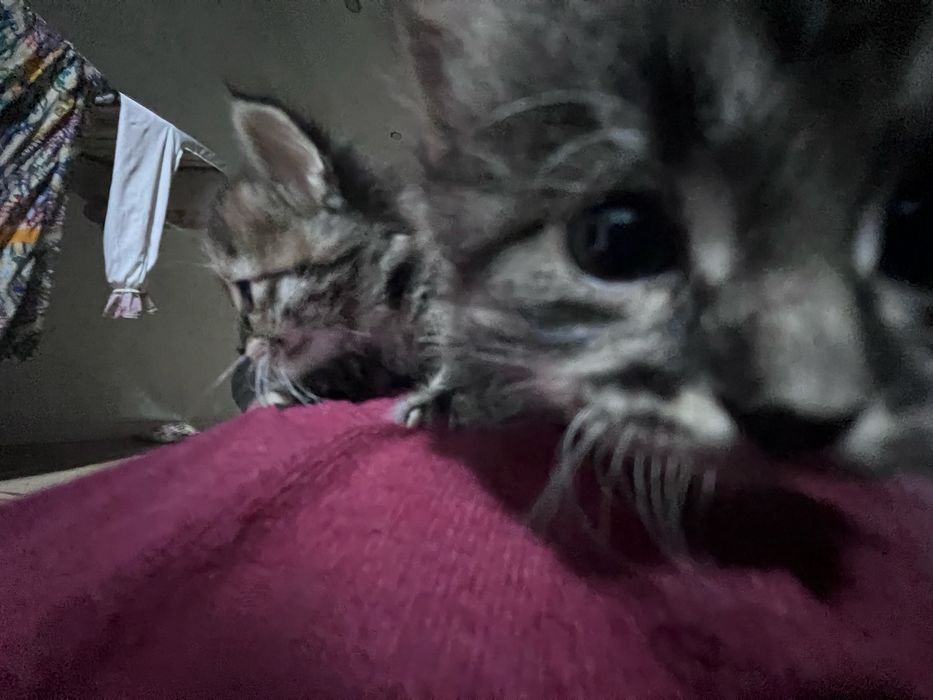 Раздам котят в добрые руки !! 1 мальчик 2 девочки