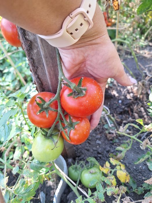 Продам домашние помидоры