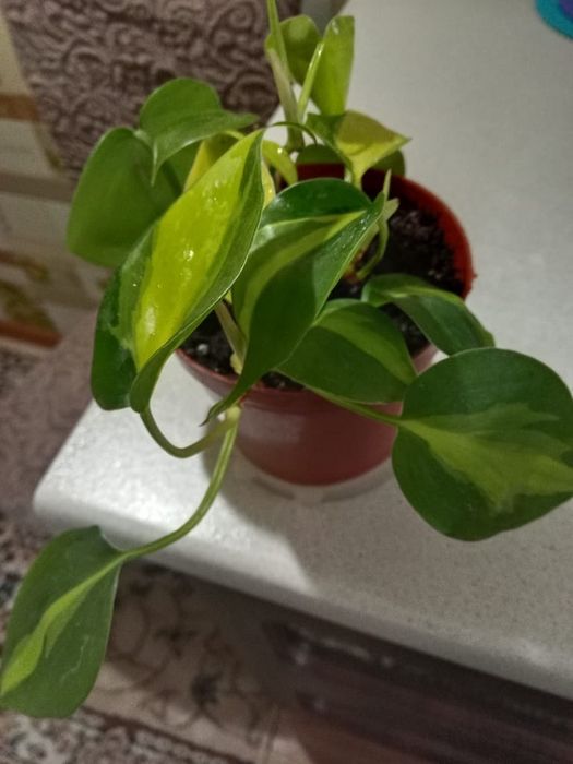 Филодендрон лазящий,Бразил