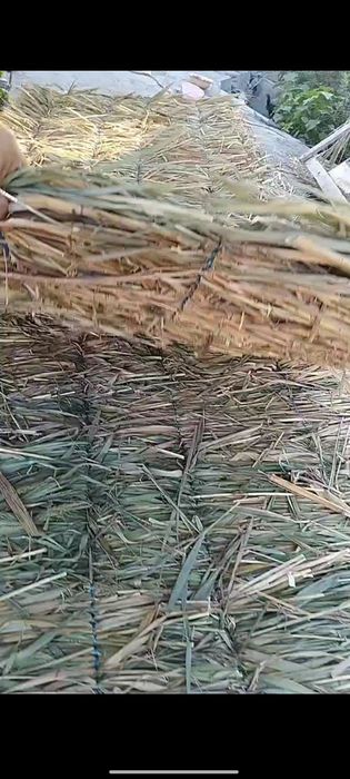 Tomga qamishlar sifatli to'qilgan qalin  va arzon