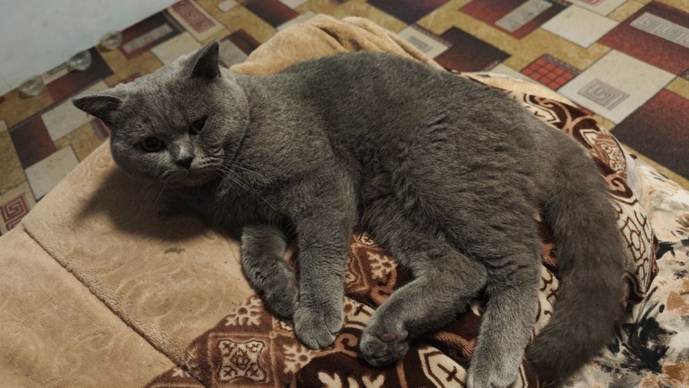 Britaniya kalta yungli sotladi