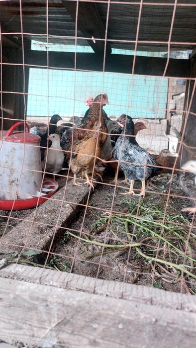 Продаю молодых курей, яйцонесушие