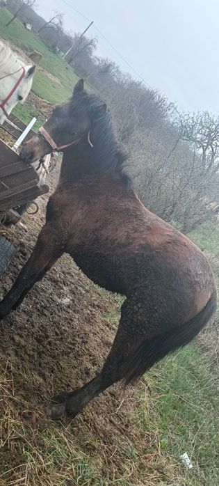 Vand manz 10 luni este din cai buni sau schimb pe o iapa