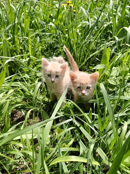 Отдам в добрые руки котят.