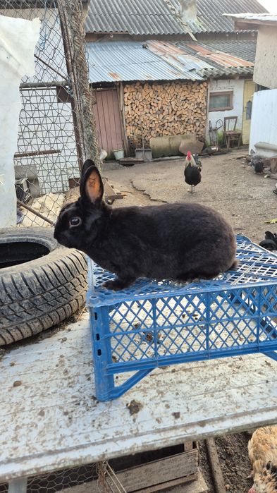 Rex pitic de vanzare