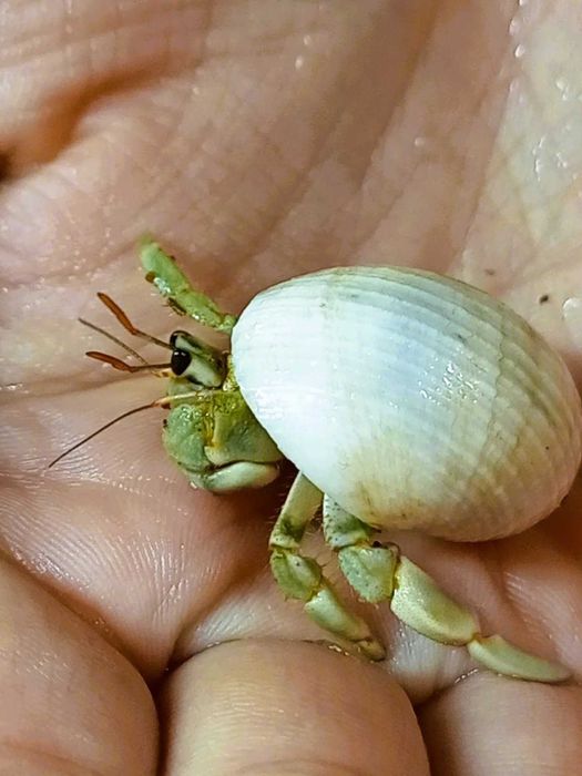 Очаровательные раки-отшельники