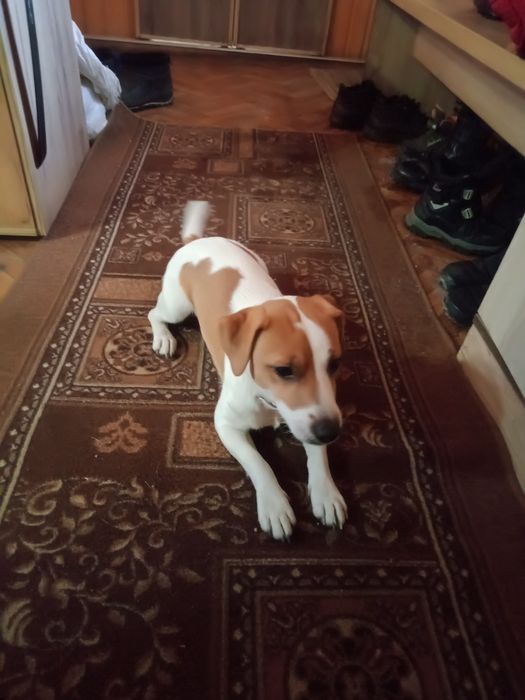 Вязка Джек рассел