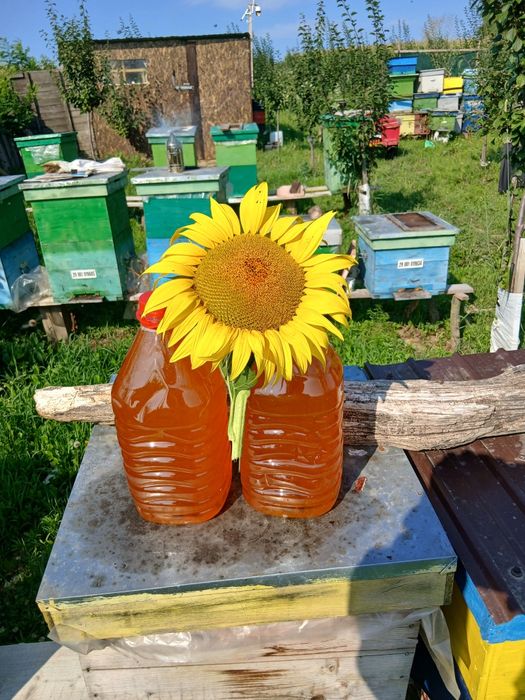 Miere de floarea soarelui