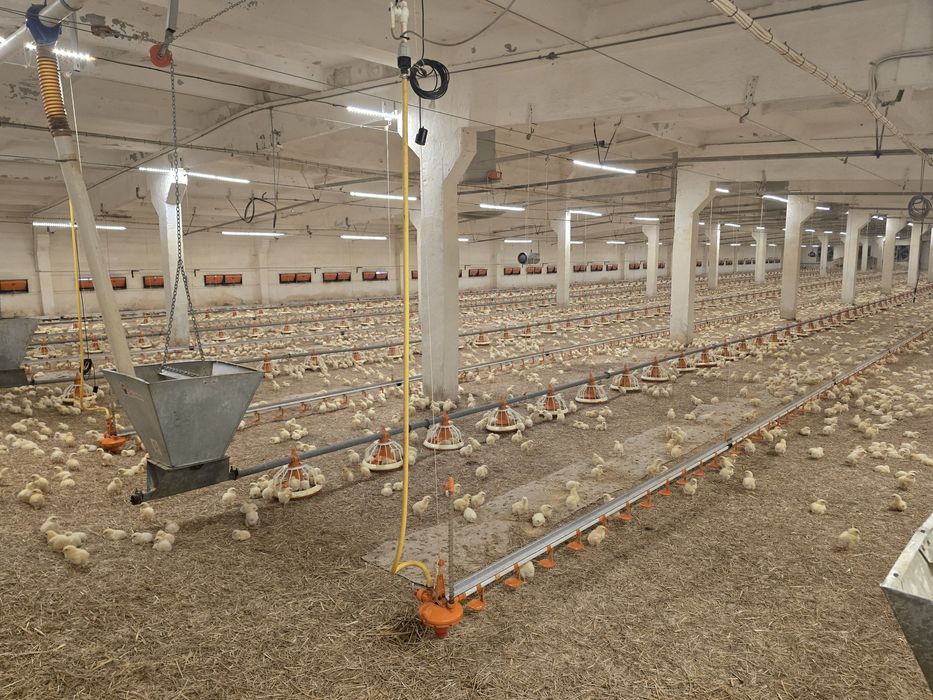 Vand linii de adapare si furajare pentru avicultura