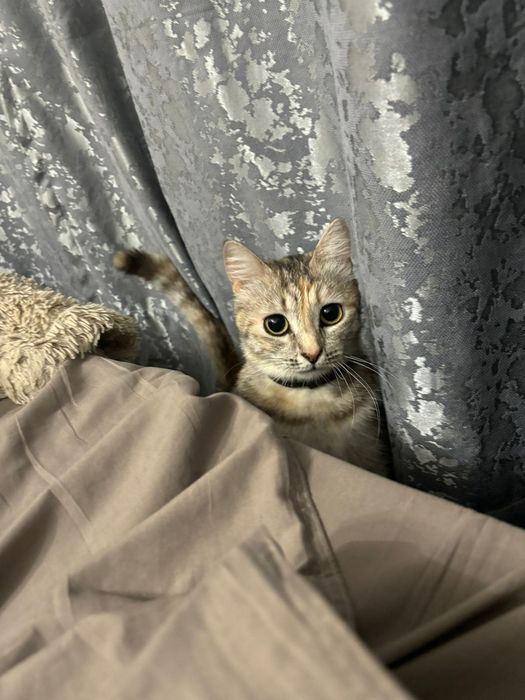 Отдам Кошку в добрые руки