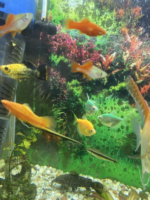 Аквариумные рыбки бесплатно