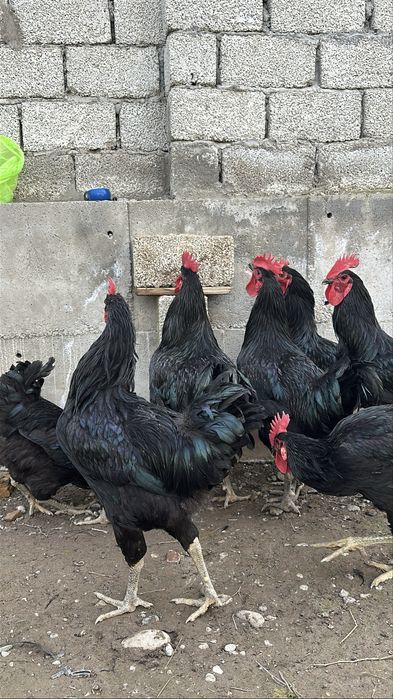 Гигант кора шахзода хурозлари