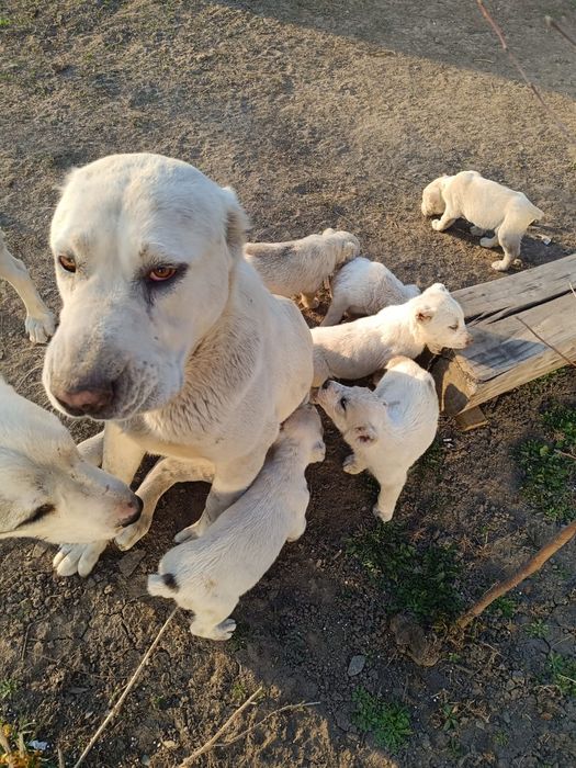 Щенки Алабайчики