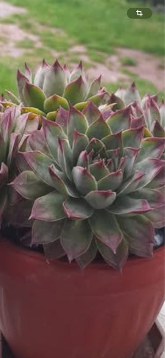 Сукуленти / Алпийска роза / Дебелец