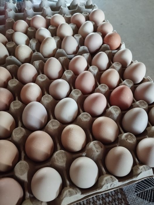 Ouă de bibilica pentru incubat