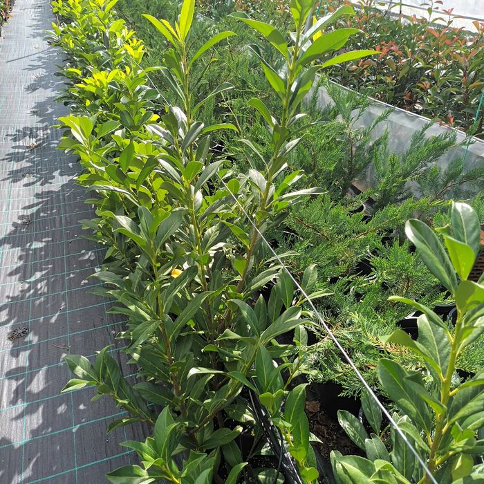 Gard viu de la producator Leylandii,Photinia  și Prunus