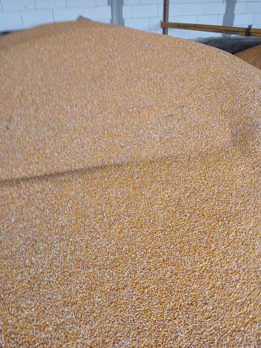 Porumb boabe recolta 2025