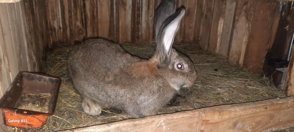 Iepuroi Urias German