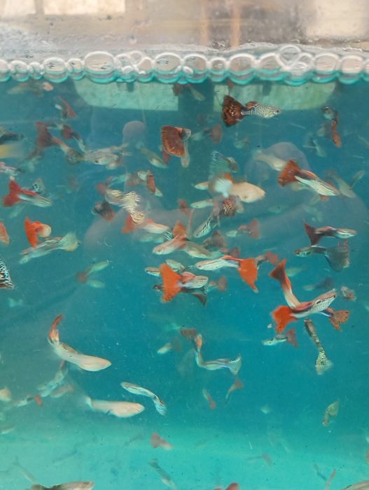 Guppy. Vivipari. Pești de acvariu. Reproducători.