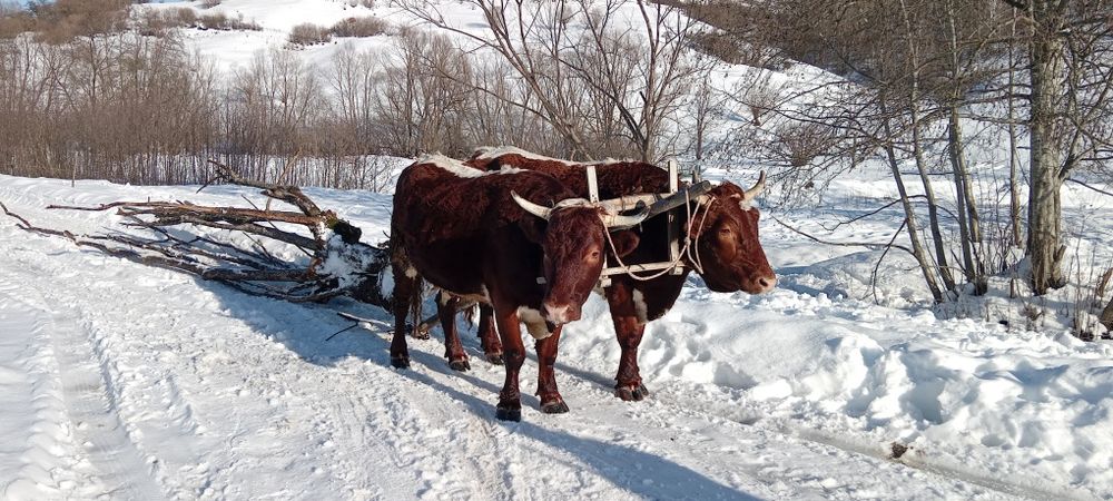 Vind boi la garanție pentru  muncile agricole