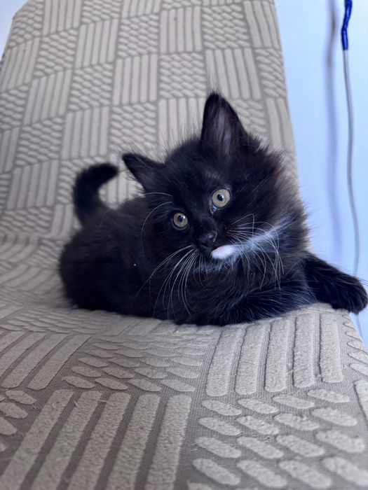 Котята 3 шт все мальчики