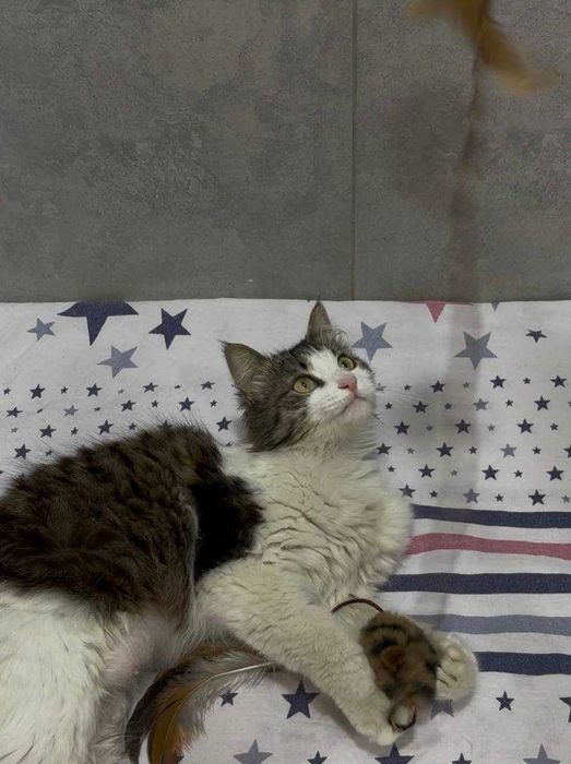 Кошка Лютик бесплатно