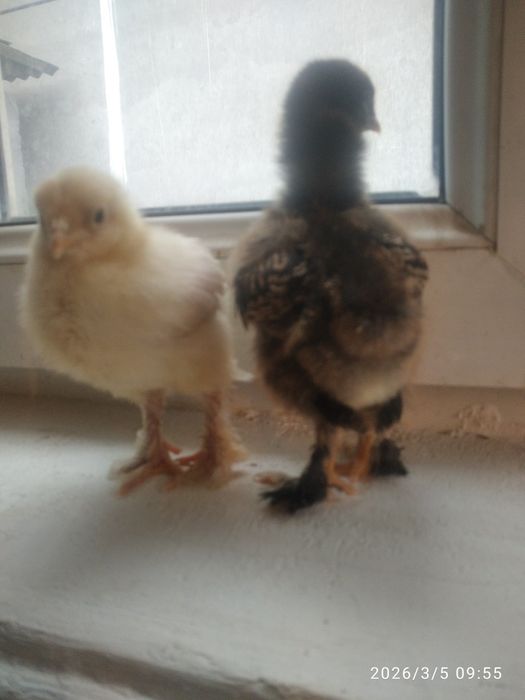 Брама    белое ва чёрное золото   10 кунли жужалари