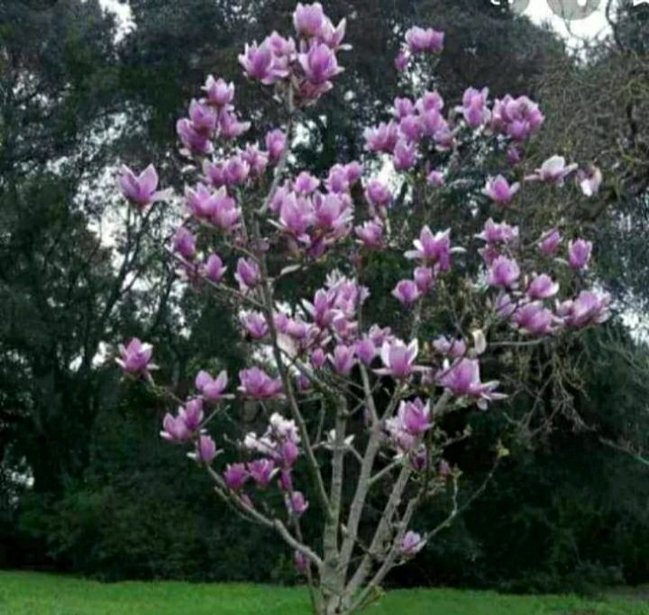 vindem magnolii albe/mov/roz/galbene/albastre