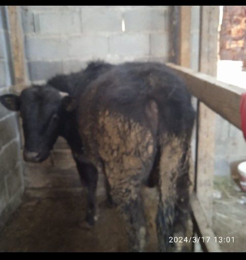 Бык По кличке Лев