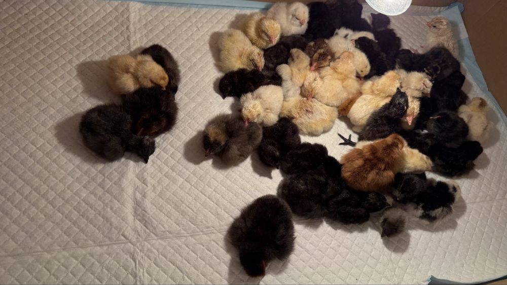 Цыплята домашних кур