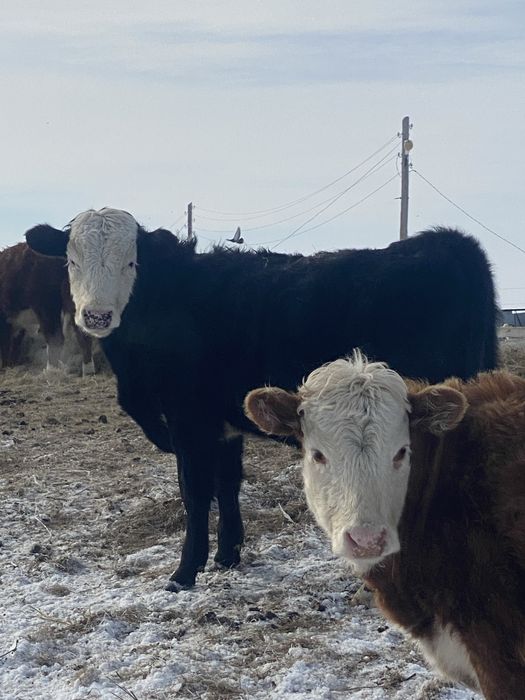 4 еркек бука баспак сатамын