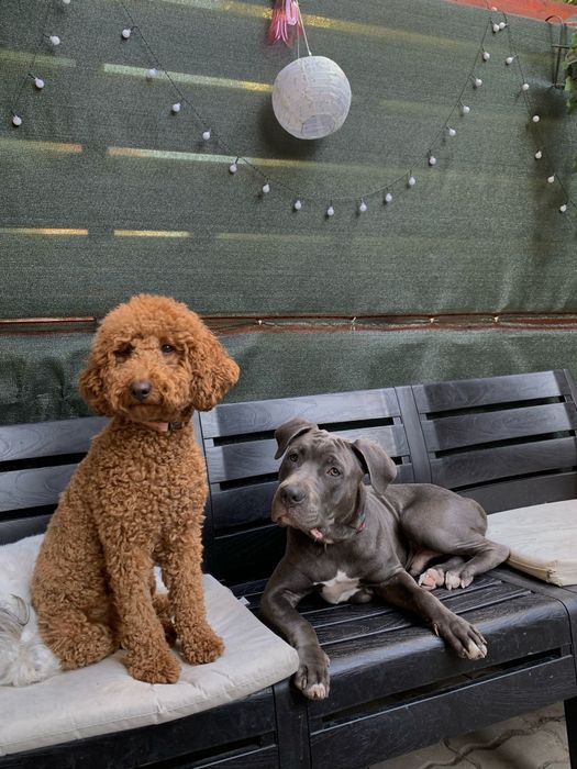 Dresaj canin- Psihologie canina