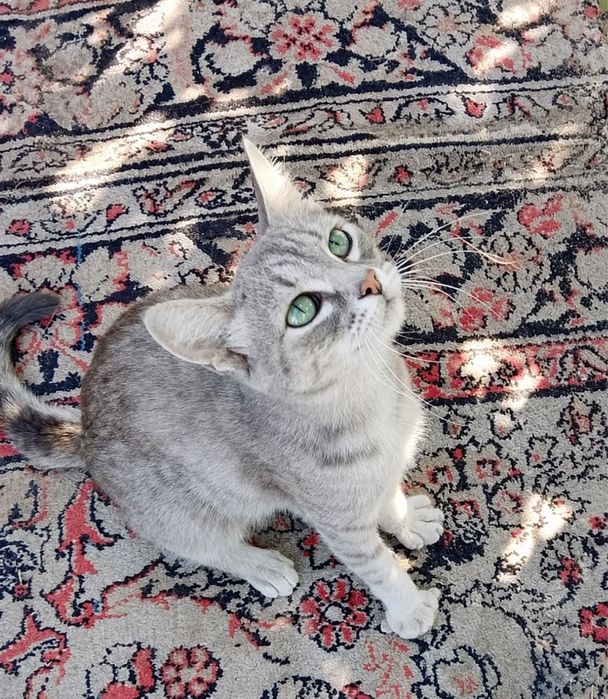 Кошка Лиса ищет семью