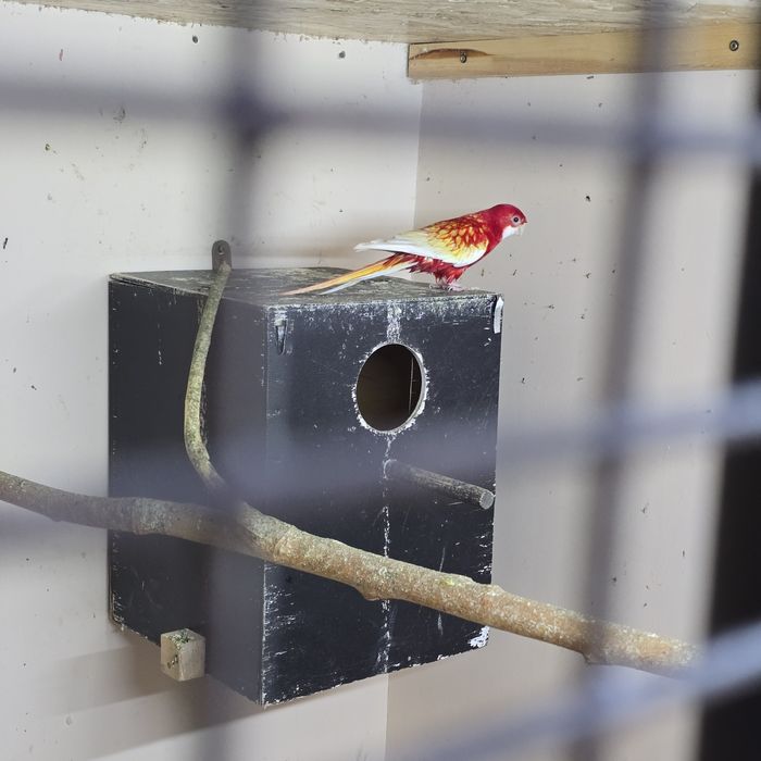 Рубин Разелла кушла сотилади