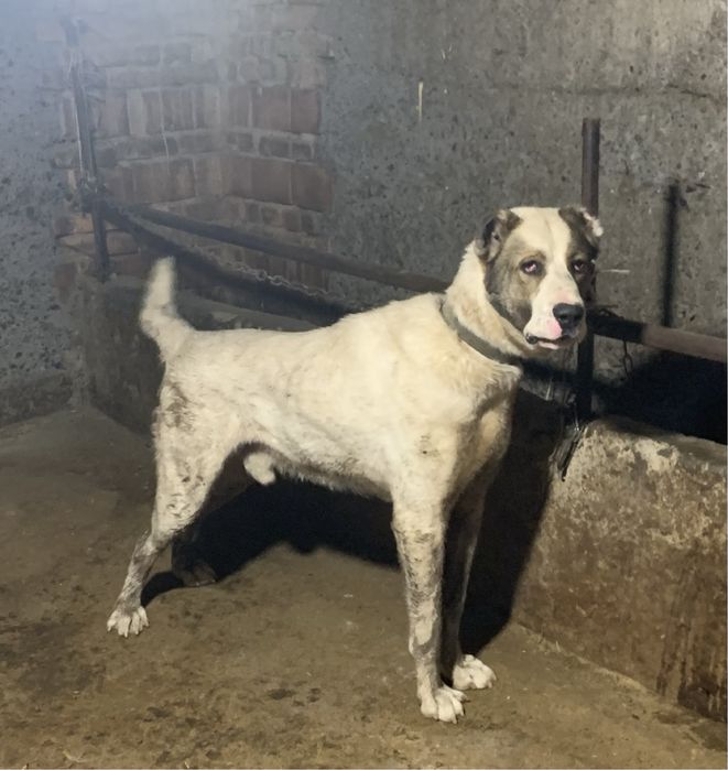 Продам алабай полу пит помисной возраст 1.3