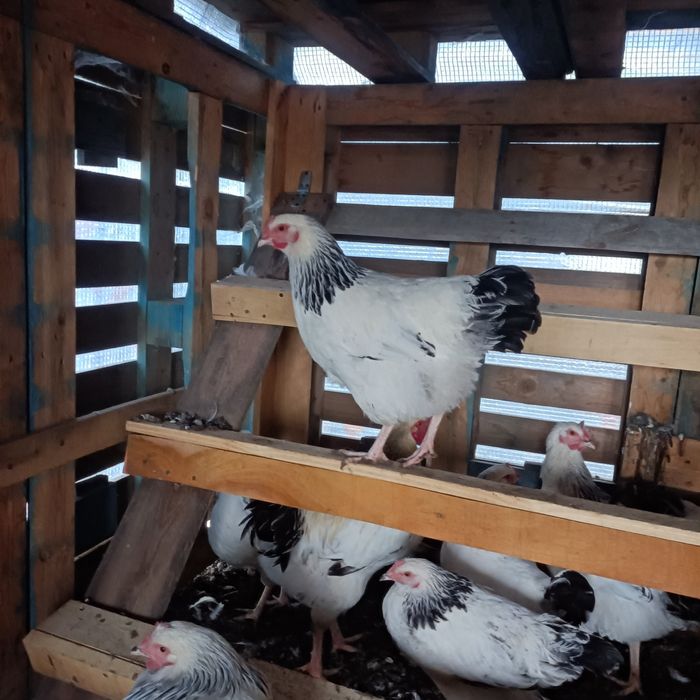 Găini de rasă disponibile pentru vînzare