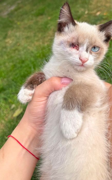 Котята 3-4 месяца подростки