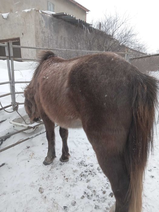 Продаётся жеребец- айгыр