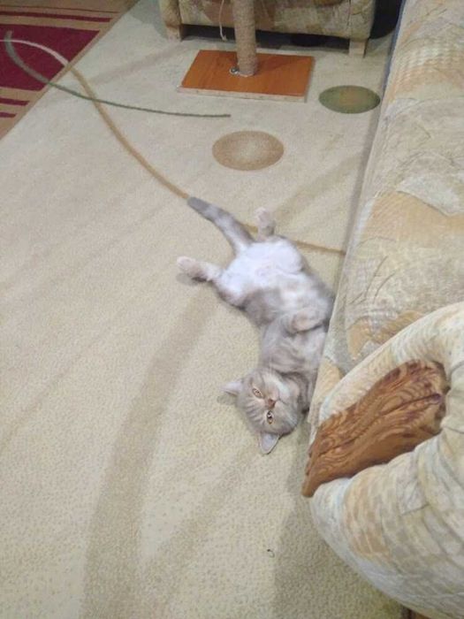 Ковёр б у размер 2 на 3