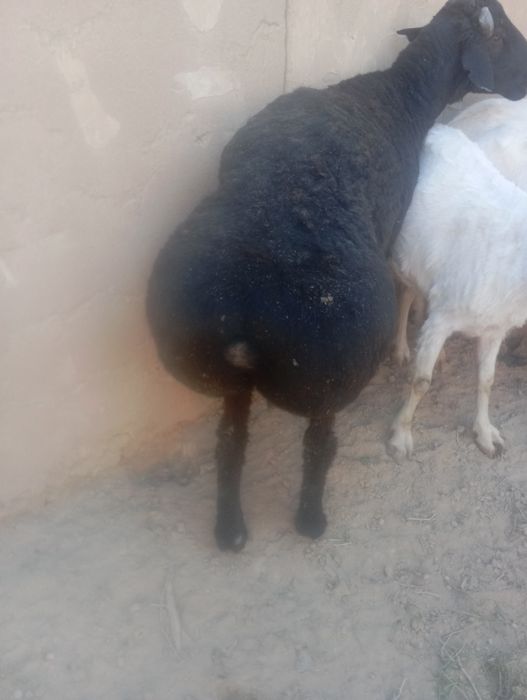 Кошкар урыхтыгка