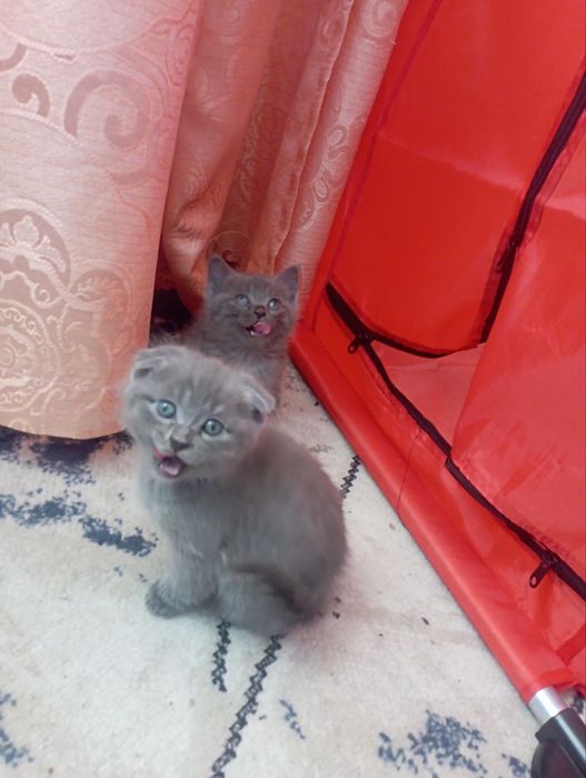 Sog‘lom va zotor bir oylik qizlaloqchalar