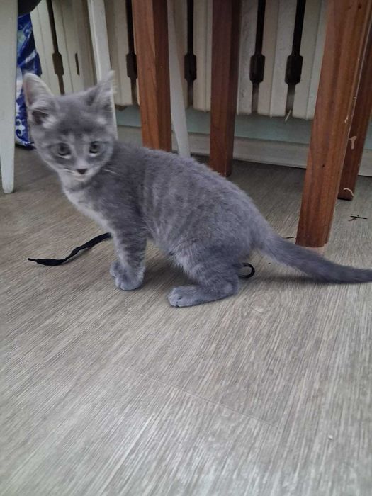 Котёнок дымчатый