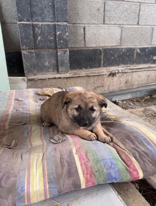 Щенки карапузики