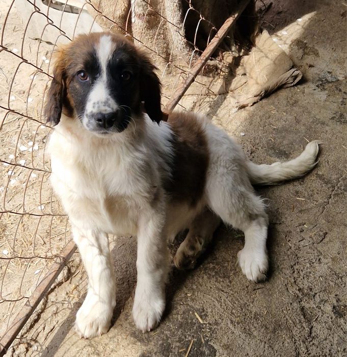 Щенок собаки ищут дом. Срочно. Мама породистая.