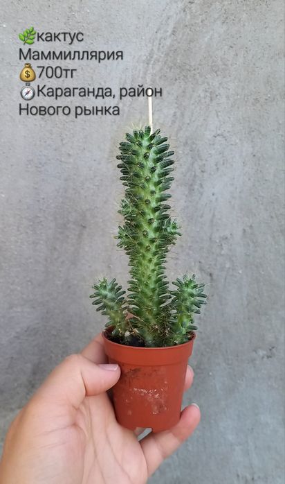 Комнатные цветы для уюта
